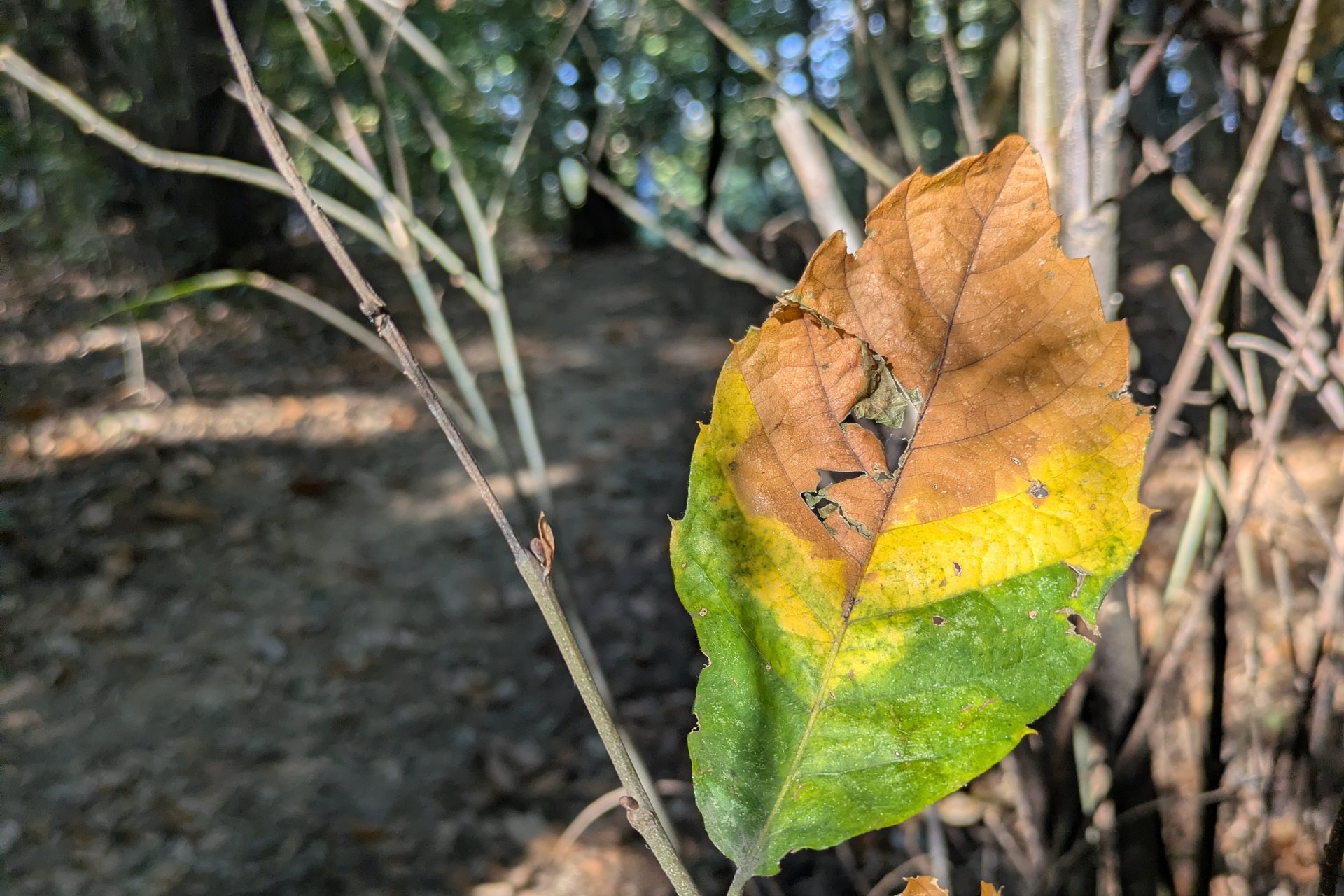 Una foglia di faggio che vira dal verde al giallo e al bruno, ancora appesa al ramo