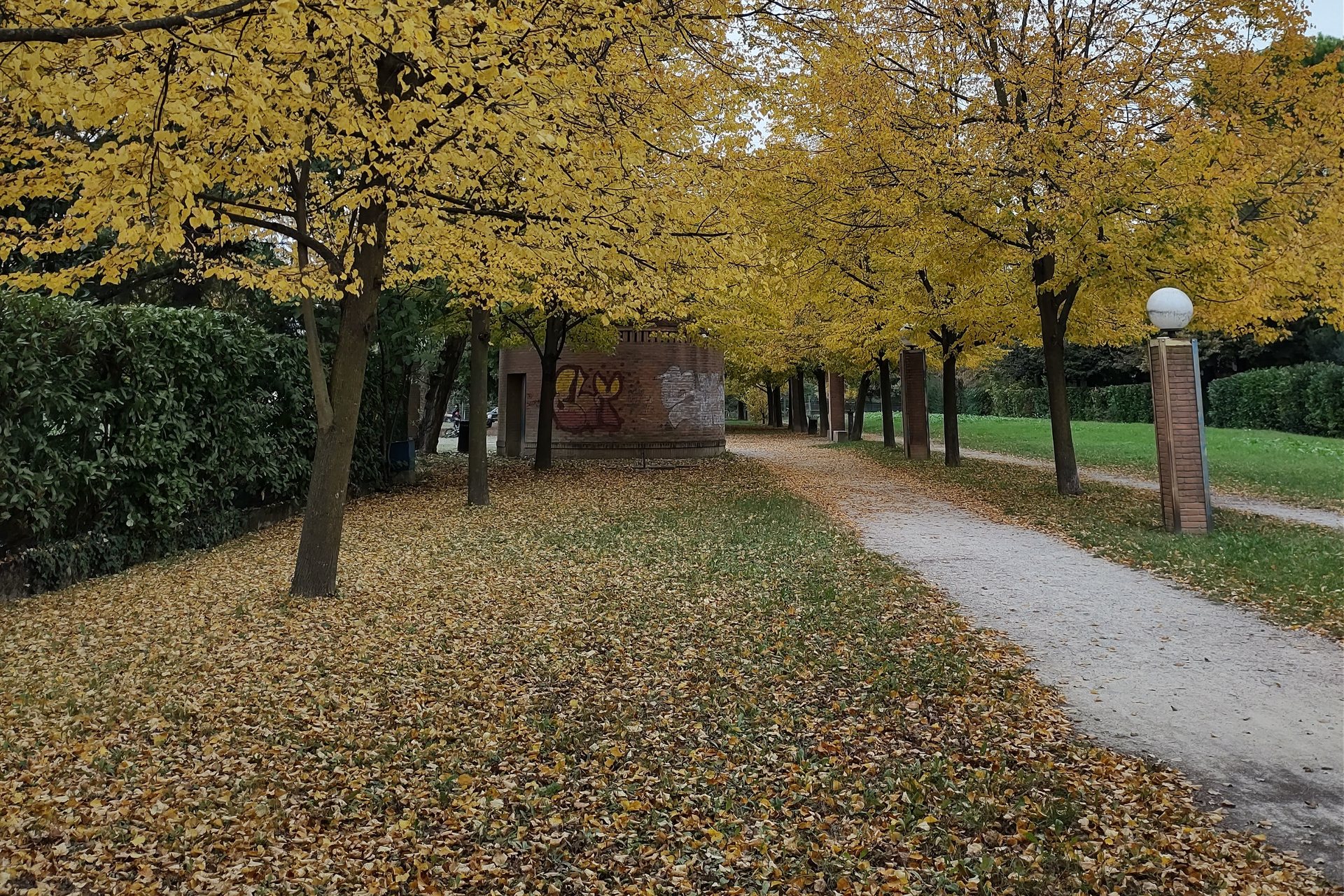 Un viale alberato con le foglie gialle cadute sul prato